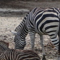 參訪動物園穿山甲園區