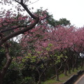 參訪烏來櫻花風景區