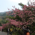 參訪烏來櫻花風景區