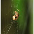 蜘蛛吃瓢蟲
