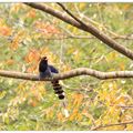 櫸木上的台灣藍鵲 - 5