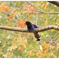 櫸木上的台灣藍鵲 - 6