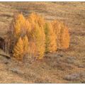 北疆的白樺木和西伯利亞落葉松 - 32