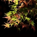 2013福壽山的楓葉