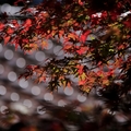 2013福壽山的楓葉