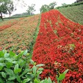 2023.04.09北投貴子坑公園、三層崎公園、復興公園輕鬆行