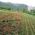 2023.04.09北投貴子坑公園、三層崎公園、復興公園輕鬆行