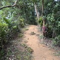 2024.11.24樹林大同山登山步道健行