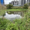 2023.11.12華江河濱公園、人工濕地、新月橋、新莊老街漫遊