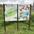 2023.11.12華江河濱公園、人工濕地、新月橋、新莊老街漫遊