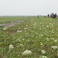 2024.05.19雲林（西螺大橋、千巧谷、西瓜栽植區）之旅