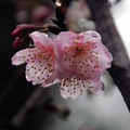 2015-02-04 再訪桃園市龜山區壽山巖觀音寺，只為再賞櫻花美景。