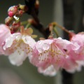 2015-02-04 再訪桃園市龜山區壽山巖觀音寺，只為再賞櫻花美景。