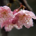 2015-02-04 再訪桃園市龜山區壽山巖觀音寺，只為再賞櫻花美景。