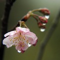 2015-02-04 再訪桃園市龜山區壽山巖觀音寺，只為再賞櫻花美景。