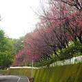 2015-02-04 再訪桃園市龜山區壽山巖觀音寺，只為再賞櫻花美景。