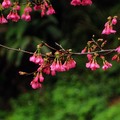 2015-02-04 再訪桃園市龜山區壽山巖觀音寺，只為再賞櫻花美景。