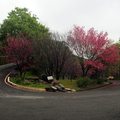 2015-02-04 再訪桃園市龜山區壽山巖觀音寺，只為再賞櫻花美景。