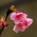 2015-02-04 再訪桃園市龜山區壽山巖觀音寺，只為再賞櫻花美景。