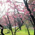 2015-02-04 再訪桃園市龜山區壽山巖觀音寺，只為再賞櫻花美景。