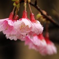 2015-02-04 再訪桃園市龜山區壽山巖觀音寺，只為再賞櫻花美景。