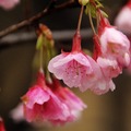 2015-02-04 再訪桃園市龜山區壽山巖觀音寺，只為再賞櫻花美景。