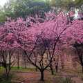 2015-02-04 再訪桃園市龜山區壽山巖觀音寺，只為再賞櫻花美景。