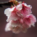 2015-02-04 再訪桃園市龜山區壽山巖觀音寺，只為再賞櫻花美景。