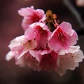 2015-02-04 再訪桃園市龜山區壽山巖觀音寺，只為再賞櫻花美景。