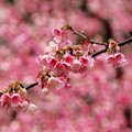 2015-02-04 再訪桃園市龜山區壽山巖觀音寺，只為再賞櫻花美景。