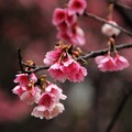 2015-02-04 再訪桃園市龜山區壽山巖觀音寺，只為再賞櫻花美景。