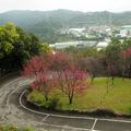 2015-02-04 再訪桃園市龜山區壽山巖觀音寺，只為再賞櫻花美景。