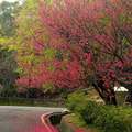 2015-02-04 再訪桃園市龜山區壽山巖觀音寺，只為再賞櫻花美景。