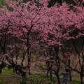 2015-02-04 再訪桃園市龜山區壽山巖觀音寺，只為再賞櫻花美景。