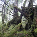 原始林木下的奧陶記苔原
