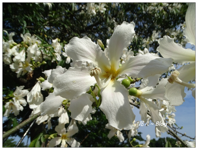 台中 白花の美人樹 花ㄦ Blog Udn部落格