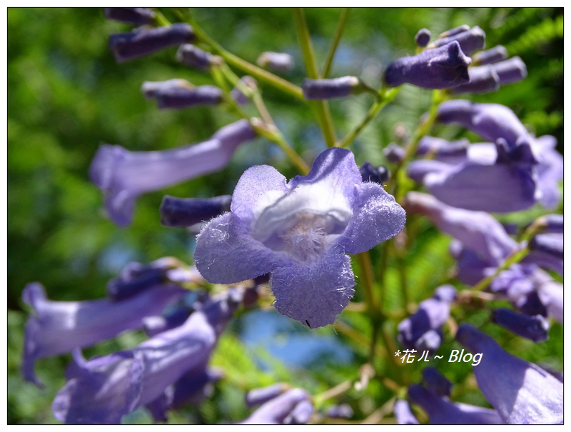 台中 夢幻の藍花楹 花ㄦ Blog Udn部落格