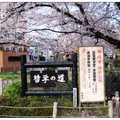 京都~哲學之道の桜