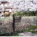 京都~哲學之道の桜
