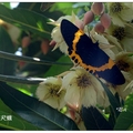 三義~水石榕の花開 