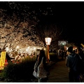 京都~圓山公園の櫻花
