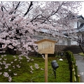石川~金澤城の櫻花