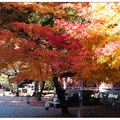 京都~神護寺の紅葉
