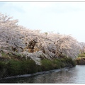 北海道~五稜郭の櫻花