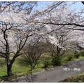 日~丸岡公園の桜花