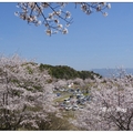 日~丸岡公園の桜花