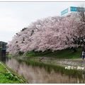 美在火車往來盛開櫻花間，還可遠晀岡崎城天守閣，更美是船行過油菜花點綴粉紅櫻花河堤。
