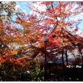 京都~永観堂の紅葉 