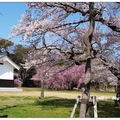 京都~二條城の桜花