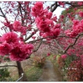 豐原~雲仙谷の八重櫻花